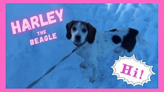 Harley the Happy Beagle