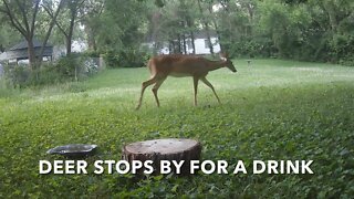 Deer Stops By For A Drink