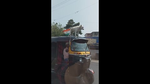 Fearless Dog Rides On Top Of Speeding Rickshaw In India