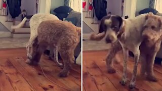 Doggy best friends chase each other in totally unique way