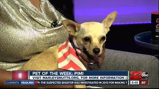 Meet our 23ABC Pet of the Week, Pimi!