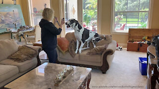 Great Dane Gets So Excited To Put On His Collar