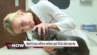 Crash course in pet first-aid