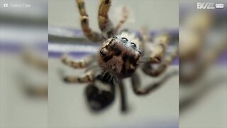 Titta inte på denna video om du är rädd för spindlar!