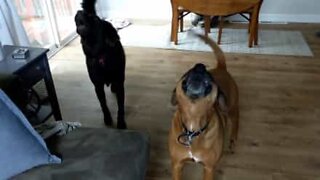 Tornado alarm sets dogs howling