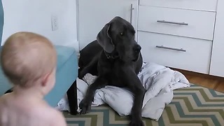 Bossy Toddler Teaches Great Dane Who's In Charge