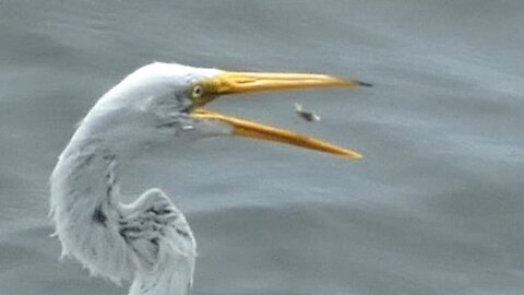 Egret Hunting Fish