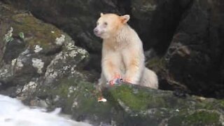 Un rare ours Kermode aperçu au Canada
