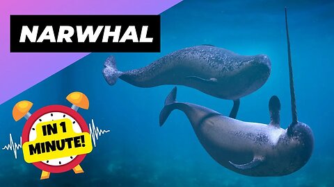 Narwhal - In 1 Minute! 🦄 The Real Unicorns Of The Sea! | 1 Minute Animals
