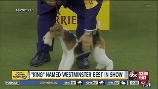 Wired to win: Wire fox terrier named best in show at 143rd Westminster Kennel Club dog show