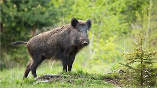 A Wild Boar With Blue Fat Was Discovered by a Hunter