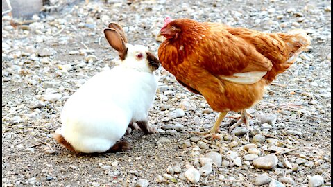 Mochi rabbit hanging out with his Chickens