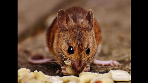 Enjoy The Cute Little Mouse🐀- It'S DINNER TIME!🧀🍚