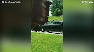 Un ours ouvre la porte d'une voiture et monte dedans