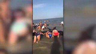 Dozens of beachgoers helped save a pod of beached whales