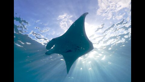 Diving with Manta Ray