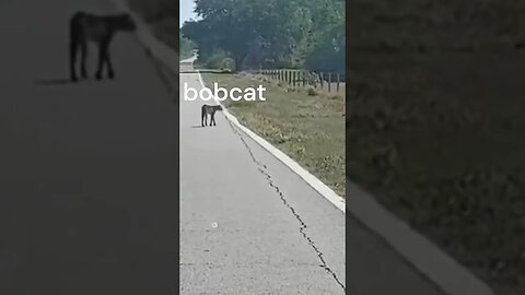 Watch Florida bobcat stalks alligator across rural road in viral video #shorts