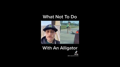 What Not To Do With An Alligator