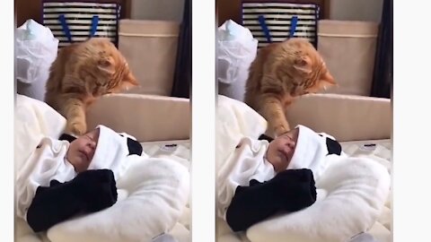 Baby is taking care by a cute cat and than baby sleep