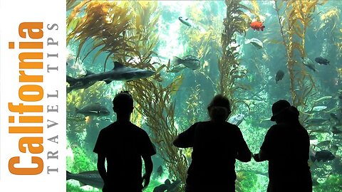 Birch Aquarium Travel Guide - La Jolla, San Diego Attractions | California Travel Tips