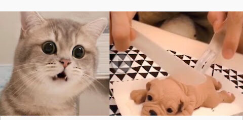 Cat reaction to cutting cake -Funny dog cake reaction