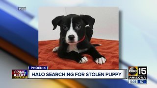 HALO searching for stolen puppy