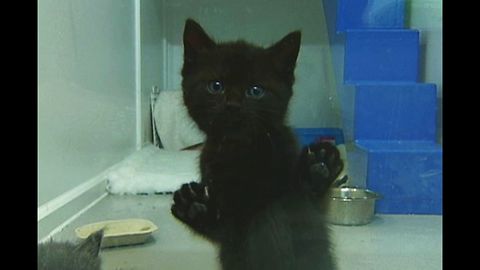 Abandoned Kittens Need New Home