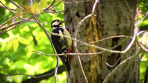 Woodpecker making a hole in the tree, look and listen to the sound around you.