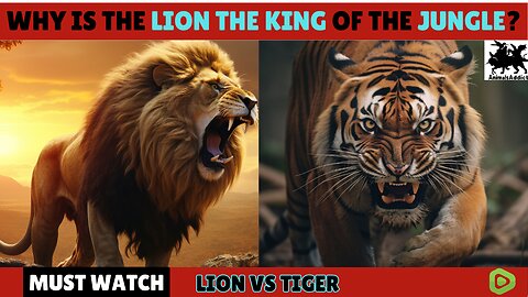 Why Lion Is The King Of Jungle Not Tiger You Must Know | Lion Vs Tiger | Lion Information In English