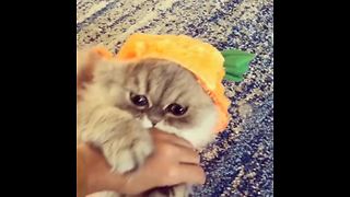 Persian Cat Models A Pumpkin Halloween Costume