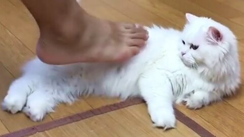 Fluffy Persian Cat Hates Touch By Feet