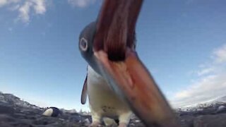 Pinguini cercano di rubare la telecamera