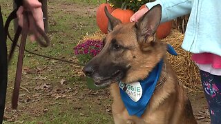 Michigan Humane Society to host two fundraising walks this weekend