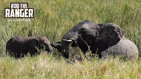 Elephant Herd In The Musiara Marsh | Maasai Mara Safari | Zebra Plains