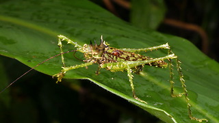 Rainforest grasshopper is a master of disguise