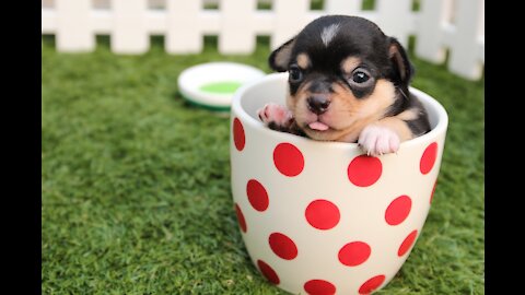 Funniest & Cutest Labrador Puppies - Funny Puppy Videos 2021