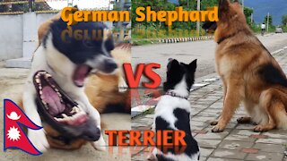 German Shepherd playing with terrier/funny dogs friendship
