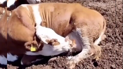 Cow drinking its own Milk | Cow with very very big udder | Cow pretending dead | Funny video