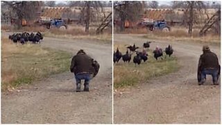 Man makes new bird friends by imitating a turkey