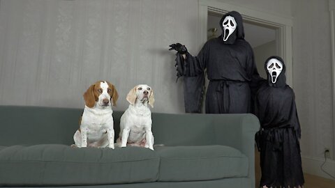 Dogs vs Little vs Big Ghostface Prank: Funny Dogs Maymo & Potpie Make BIG MESS w/Ghostface Killer