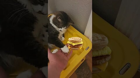 My Cat Allows Me To Order A McDonald's McGriddle