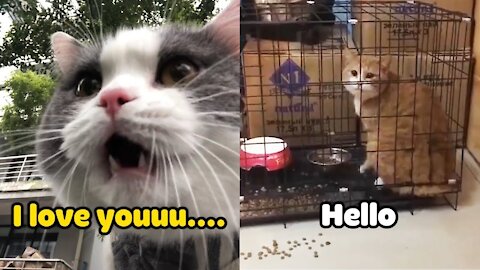 OMG !Cats talking ! these cats can speak english better than you.