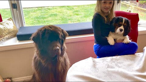 Big doggy and little puppy get tasty Christmas treats