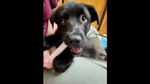 Teaching a rescue puppy how to hold his own chew toys 😂❤️🐶.