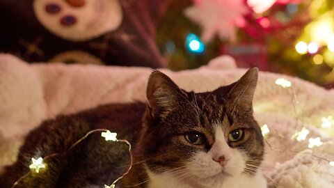 1 in 5 believe their pet enjoys the holiday season more than them