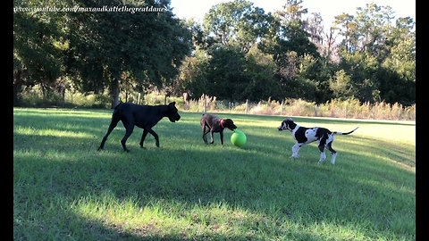 Great Dane Puppy and Pointer Love to Run Together With Ball