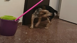 Dog chasing her own tail. Priceless!