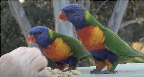 Hand fed Lorikeets & Kookaburra