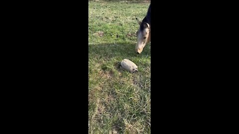 The horse does not know where to run for fear of the turtle