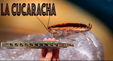 How to Play La Cucaracha on a Chromatic Harmonica